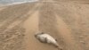 Тушка мертвого тюленя на берегу Каспийского моря