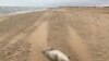 Мертвая нерпа на берегу Каспийского моря в районе Махачкалы