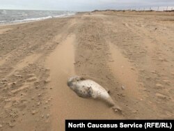 Мертвый тюлень на побережье Каспийского моря