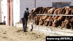 Поголовье скота на птицеводческом заводе имени Фрунзе