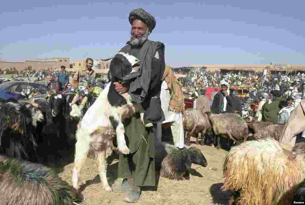 An Afghan vendor holds his goat as he waits for customers at a livestock market ahead of Eid al-Adha in Ghazni province.
