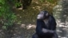 Шимпанзе в сафарі-парку «Тайган», Білогорськ, серпень 2017 року