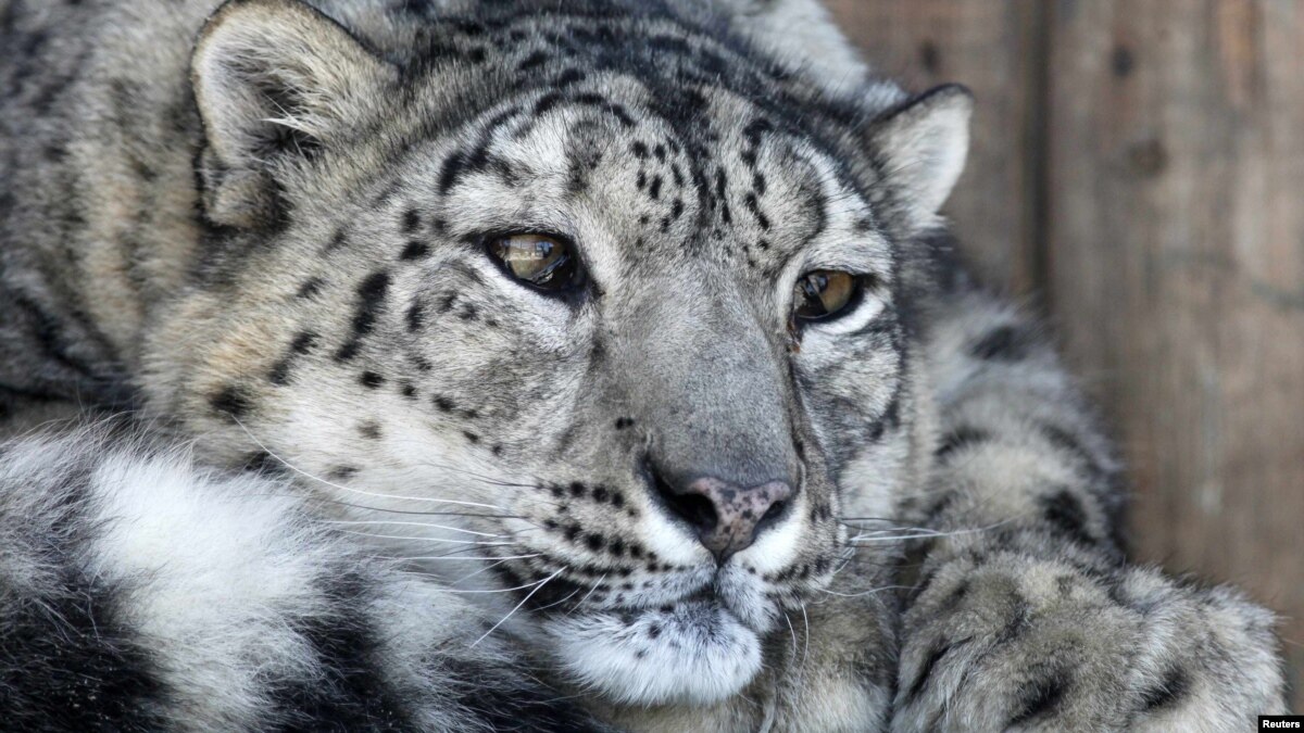 Snow Leopard's Status Upgraded To 'Vulnerable'