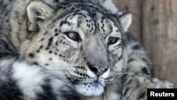 Using improved methods for counting cat numbers, experts estimate there are currently about 4,000 snow leopards in the wild.