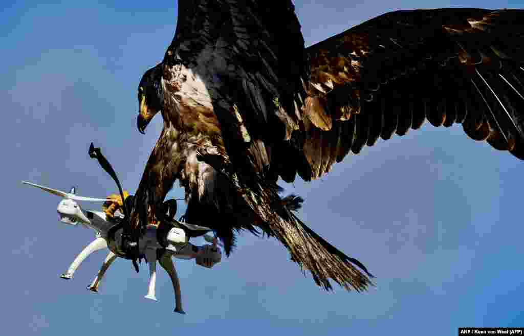 An eagle of the Guard from Above company grasps a drone during a police exercise in Katwijk, Netherlands. (AFP/Koen van Weel)