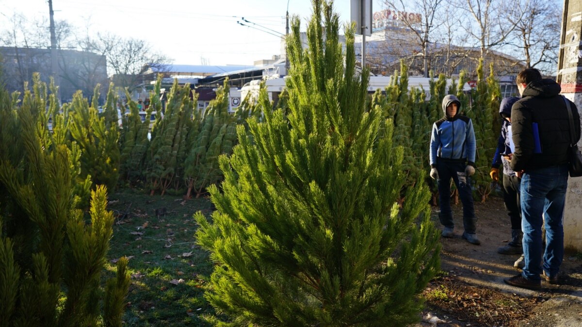 В Кузбассе за незаконно спиленную ель власти заплатят жителю 26 тысяч