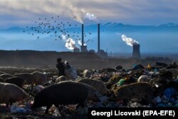 Архивска фотографија: Свињи се хранат на депонија во близина на РЕК Битола