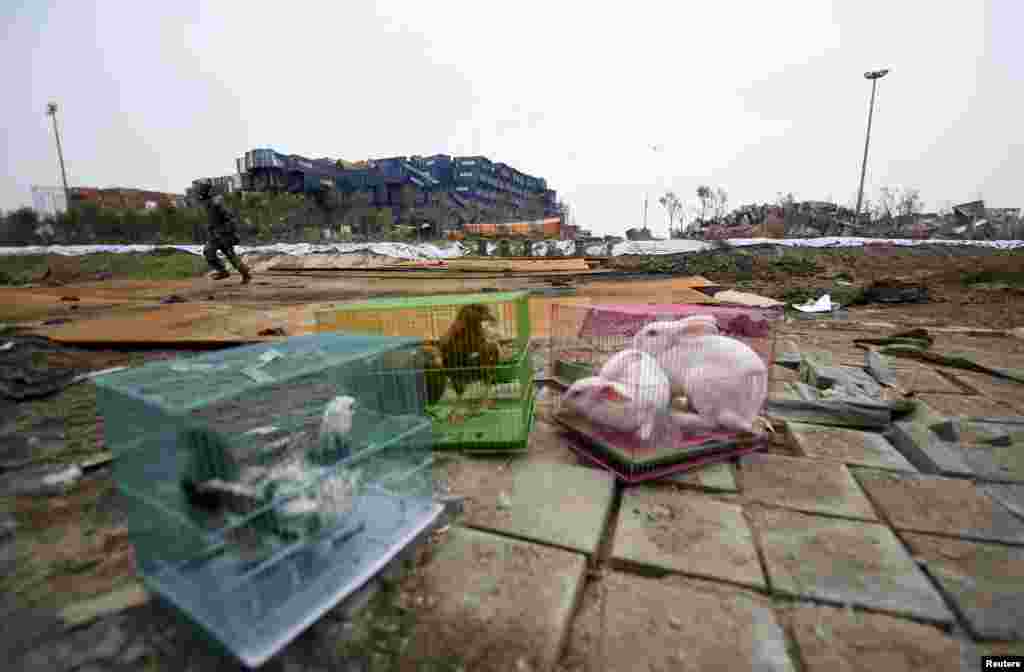 A Chinese soldier wearing a gas mask runs behind animals in cages placed by the authorities to test conditions near the site of last week's blasts in the Binhai district of the northern city of Tianjin. (Reuters)