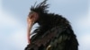 پرنده نادر «پیرمرغ گوشه‌گیر» هم از دست داعش در امان نیست