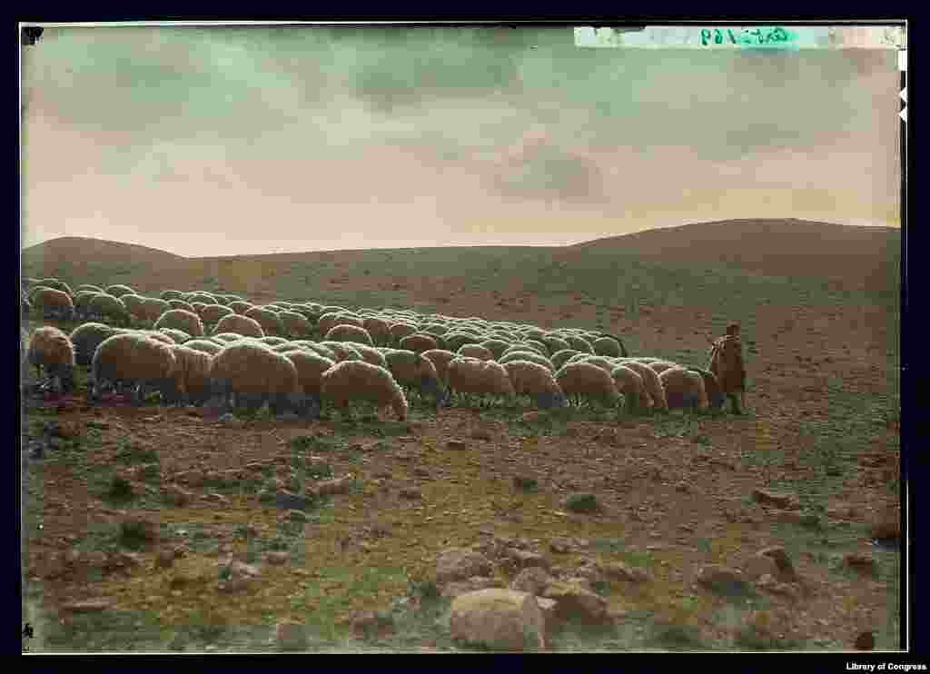 A shepherd with his flock