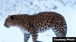 В 2008 году создан заказник «Леопардовый» для спасения дальневосточного леопарда