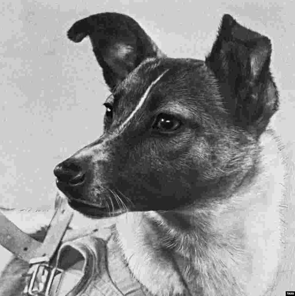 Трехлетняя Лайка была одной из нескольких собак, подобранных советскими учеными на улицах Москвы для эксперимента, преследовавшего цель отправить четвероногих на орбиту. Выбор на дворнягах остановили из-за их выносливости и самостоятельности. Ученый, участвовавший в подготовке Лайки к полету в космос, описал ее как &laquo;тихую и очаровательную&raquo; собаку.