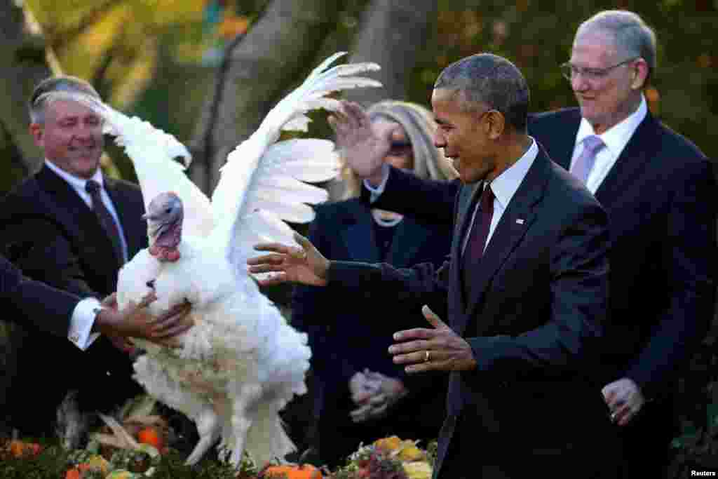 U.S. President Barack Obama reacts after pardoning the national Thanksgiving turkey during the 69th annual presentation of the turkey in the Rose Garden of the White House in Washington, D.C., on November 23. (Reuters/Carlos Barria)