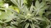 Georgia Considers Taking Softer Approach To Marijuana