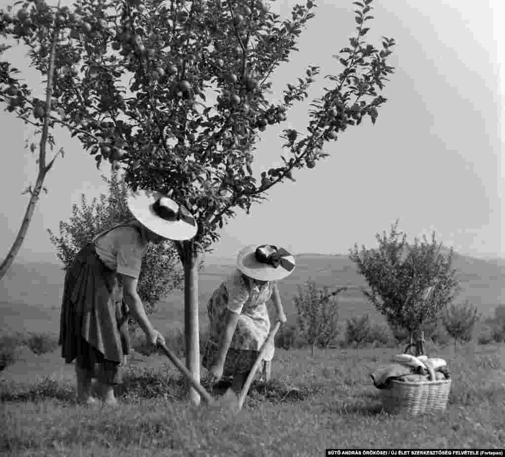 Женщины собирают фрукты в сельскохозяйственном кооперативе. Трансильвания, 1962 год. &nbsp;