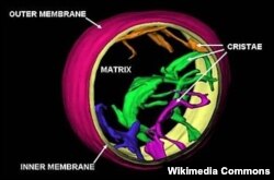 Келемиштин боорунун митохондриясынын 3D форматындагы сүрөтү.