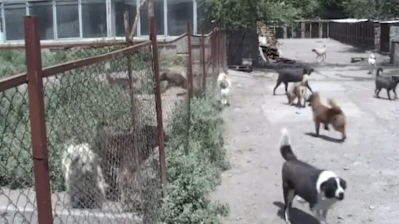Վերջին օրերին Գյումրիում ավելացել են շների հարձակման դեպքերը