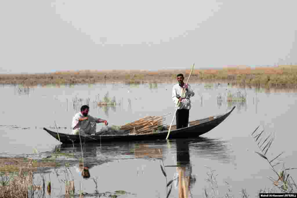 Marshes in Iraq's Dhi Qar Province.