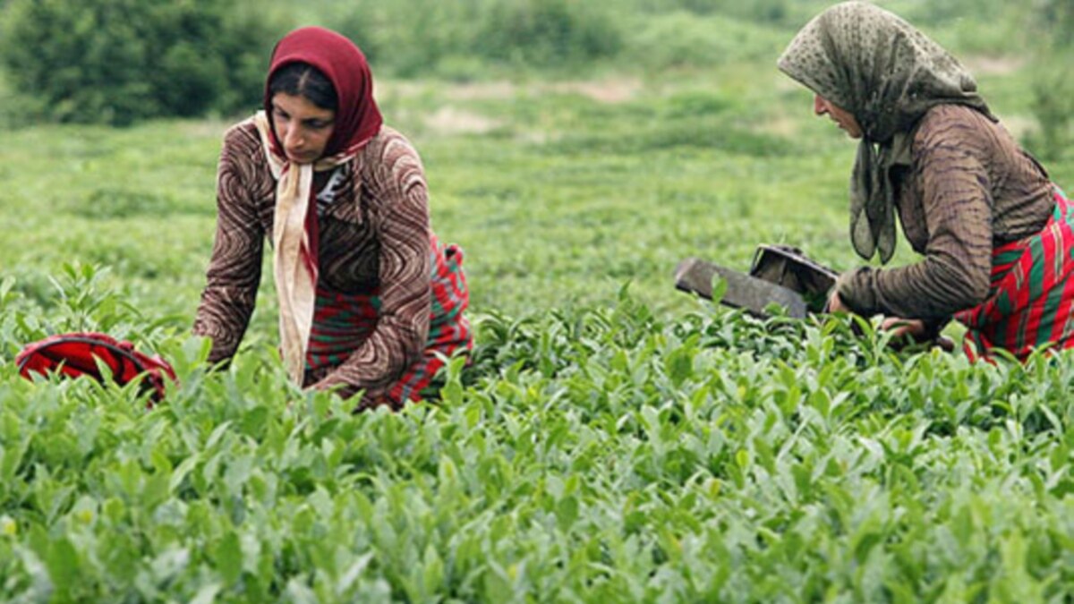 Иран шри ланка. Лахиджан Иран. Плантации чая в Иране. Город Лахиджан в Иране. Иран провинция Гилян.