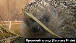 Ёжик Рэмбо