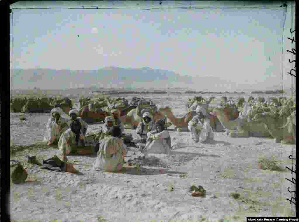 Camel herders in southern Afghanistan.