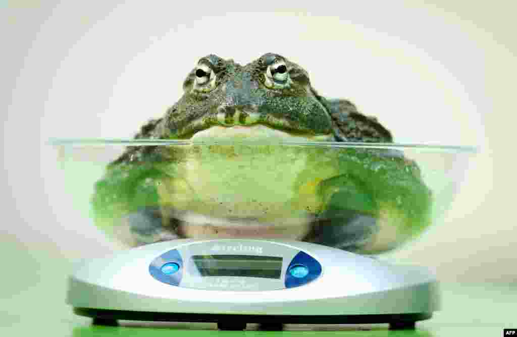 An African Bullfrog is placed on a scale during the London Zoo&#39;s annual weigh-in. The task involves weighing and measuring the population of the zoo, before the information is shared with zoos across the world, allowing them to compare data on thousands of endangered species. (AFP/Leon Neal)