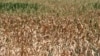 Lan de porumb afectat de secetă. Cimișlia, Moldova
