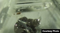 Этот алмаз содержит нерегулярные сульфидные включения, которые позволили с помощью изотопного анализа датировать время формирования этих кристаллов. Диаметр сульфидной гранулы около 300 микрон. Сourtesy J.W. Harris. Carnegie Institution.