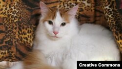 Турецкая ванская кошка Cesmes Altinay Aramis