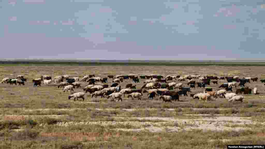 For Annagurban, the sight of a flock of sheep is an instant reminder of his grandfather, an illiterate shepherd. In 1937, he was arrested and sentenced to 10 years in prison by government authorities as a possible threat to the forced collectivization that was under way. He returned after five years. 