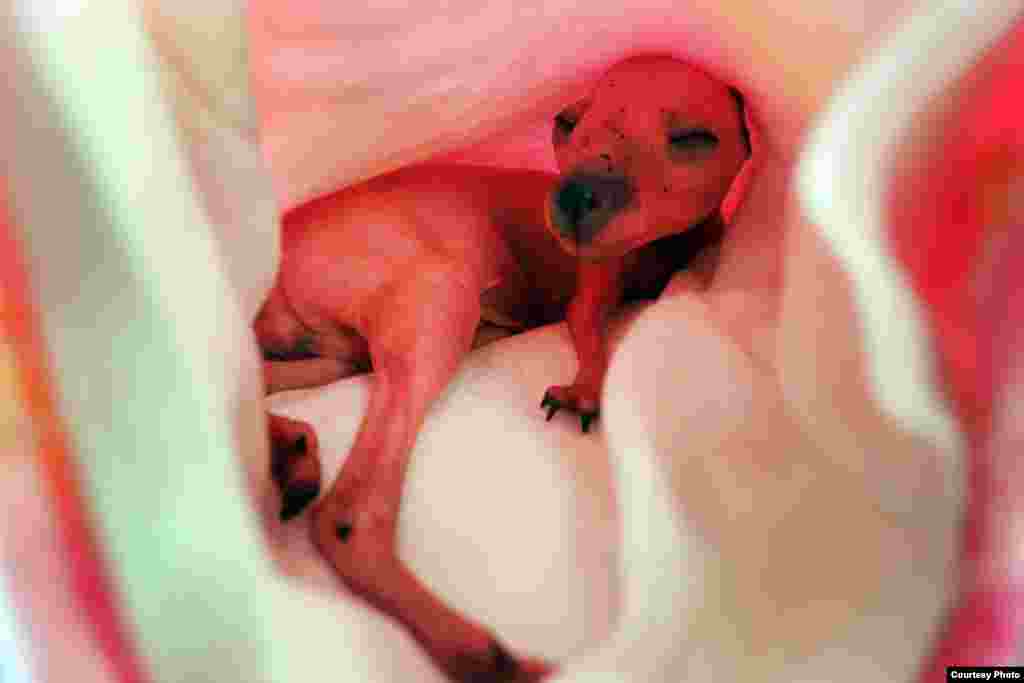 © Lisa Maree Williams, Australija (lijepa umjetnost/povijest prirode)