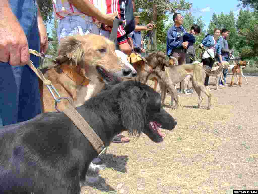 Участники выставки собак породы тазы в Актобе.