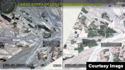 Satellite images provided by Alcis comparing large poppy fields in Killa Abdullah district in Pakistan's Balochistan Province.