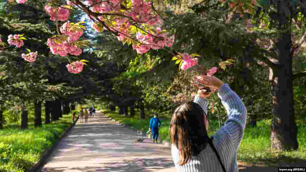 Самая старая в Симферополе кедрово-сакуровая аллея насчитывает свыше 80 деревьев. Аллея была заложена в 70-х годах прошлого века студентами и преподавателями университета. Во время весеннего цветения ее розовые ветки буквально лежат на темнохвойных лапах кедра ливанского