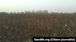 (Иллюстратив сурат)