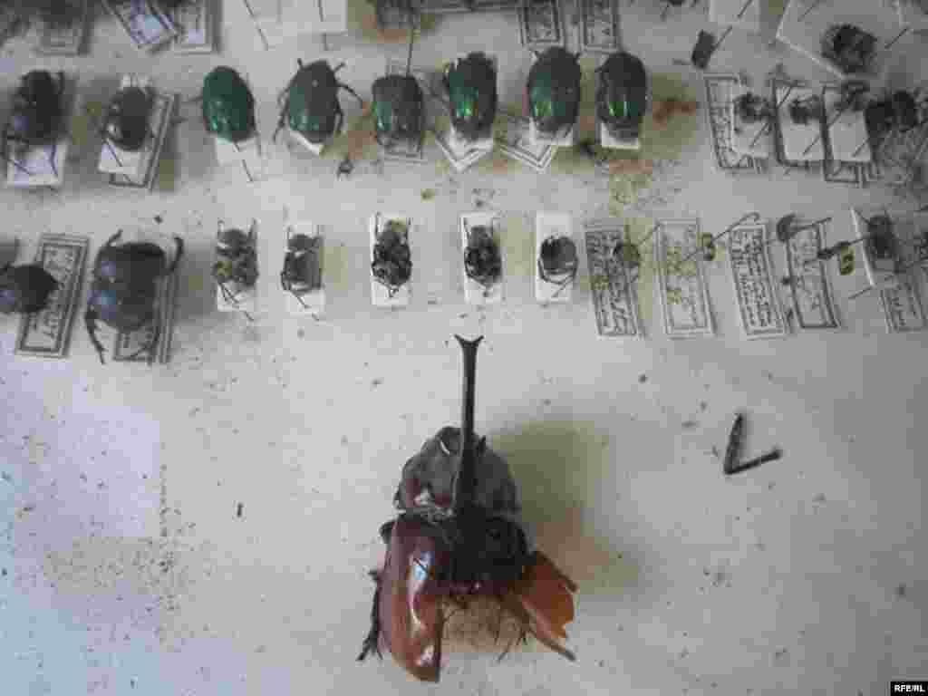 Осорхонаи Хатлон #93