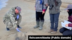 Мамандар Каспий теңізі жағалауынан табылған итбалық өлексесін қарап жатыр. Ауыл шаруашылығы министрлігінің балық шаруашылығы комитеті жариялаған сурет.