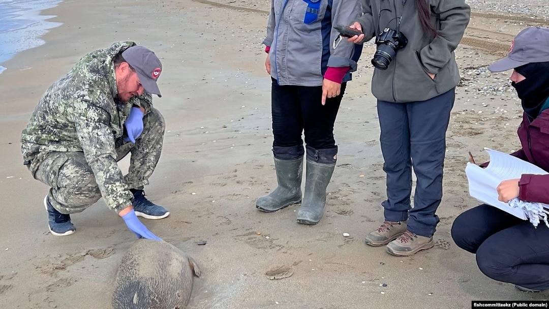 Жетілген испан әйелдерінің фотосуреттері