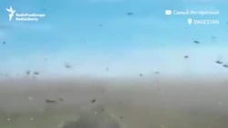 These Swarms Of Locusts On Eurasia's Steppe Are Incredible