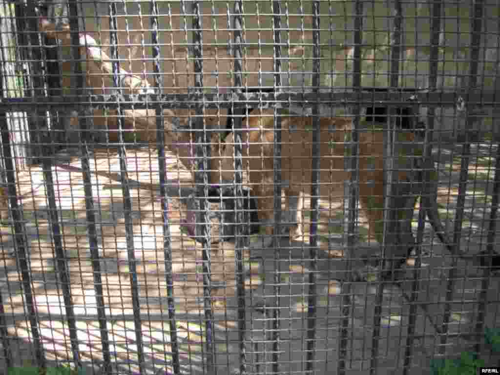 Zoopark "əhli" və yay istiləri #22