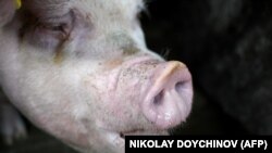 Kina i drugi kupci zabranili su uvoz svinjetine iz Njemačke u septembru prošle godine, nakon što je potvrđen prvi slučaj kod divljih životinja. 