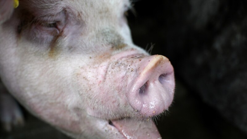 Власти Татарстана будут изымать животных и продукты животноводства из-за чумы свиней
