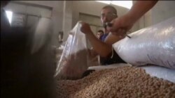 UN deli hranu Palestincima