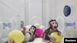 China -- Cloned monkeys Zhong Zhong and Hua Hua,China,2018Jan20 