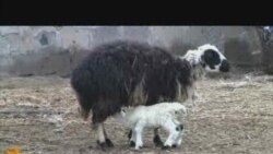 Հայաստանում ոչխարը 3-4 անգամ թանկացել է