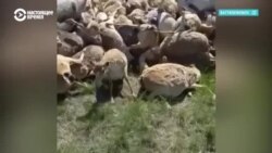 В Казахстане «утилизируют» сайгаков: живых хоронят вместе с мертвыми