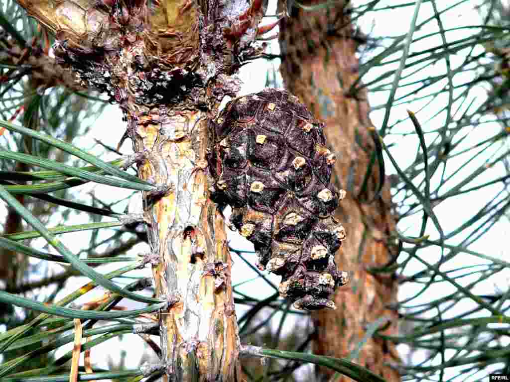 Биектәге күркә басылмыйча кала. - Биектәге күркә басылмыйча кала.