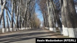 Чолпон-Атадагы Раппопорттун теректери.
