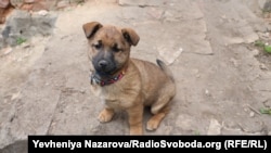 Цуценя Жужа, яка живе у майстерні дронів РУБпАК «Bulava»