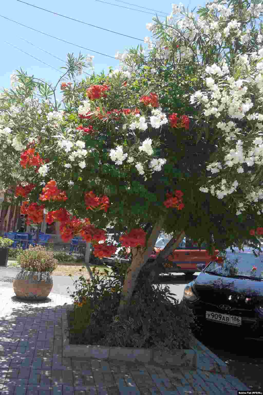 Abhazia, Georgia 2016: Vegetație exotică, Suhumi